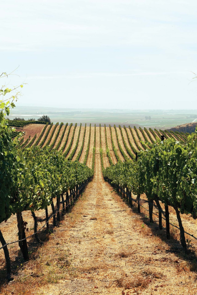 Bien Nacido Vineyard, Santa Maria, California